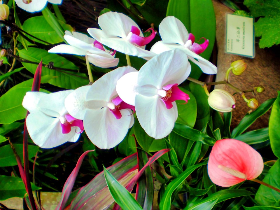 (2009-01-01)香港公園-17