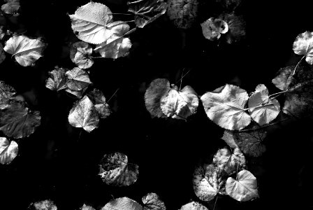 water-leaves. better viewed large
