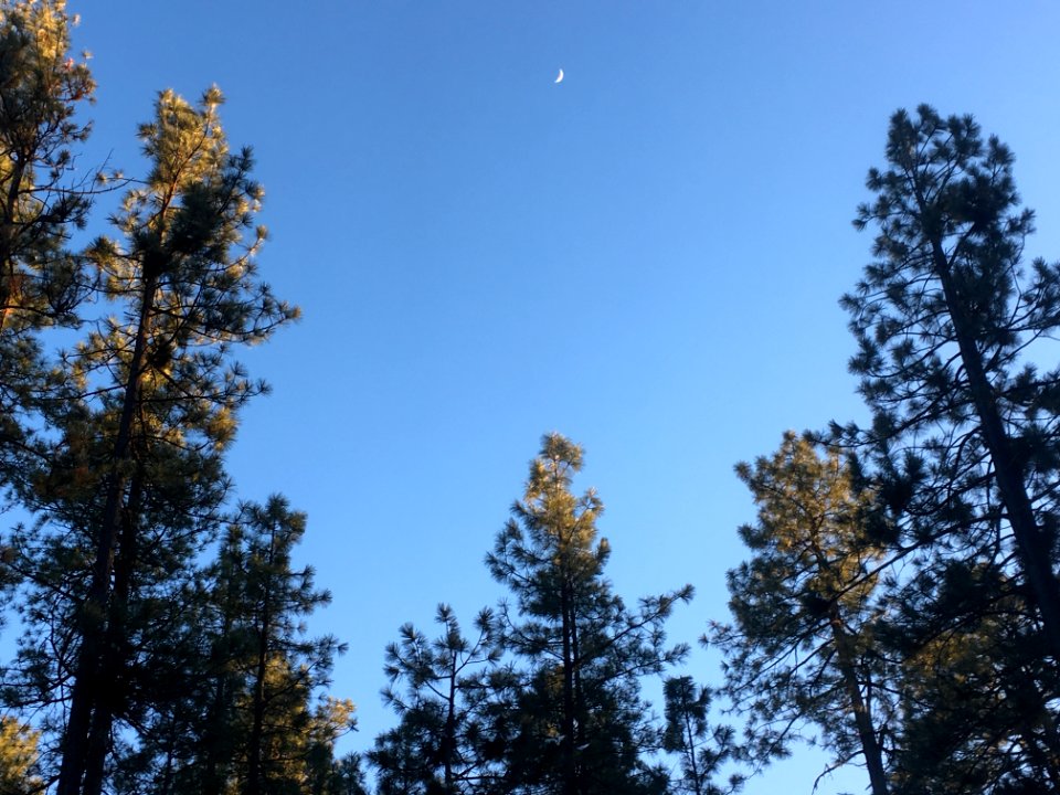 Moon Catch