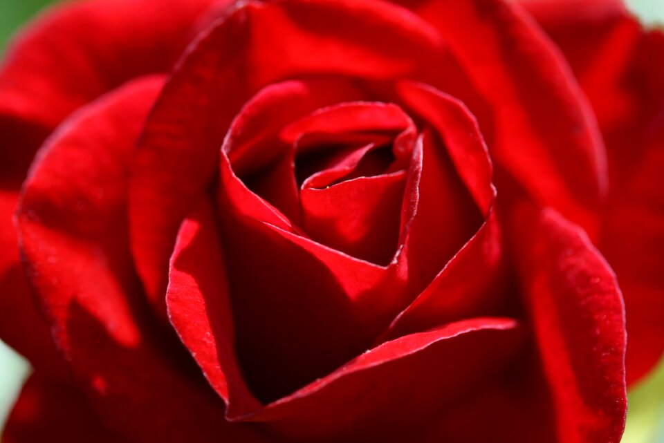 Red blossom bloom