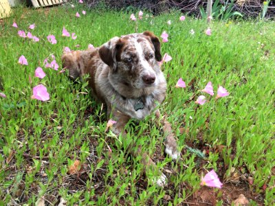 Flower Dog Child