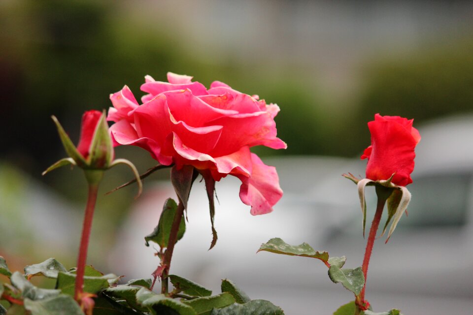 Branch background flower