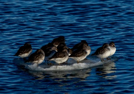 2020 Sea Otters, Birds, Boats, and Seals vic Homer, Alaska (10)