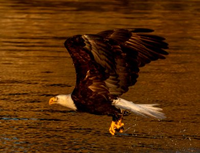 2020 Bald Eagles Going after Fish (4) photo
