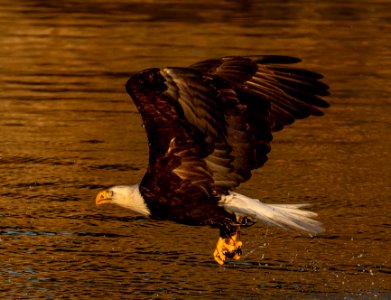 2020 Bald Eagles Going after Fish (4)
