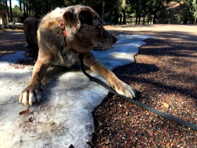 I'm Laying on the Ice, So What?