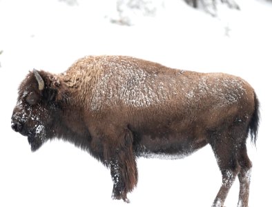 2019 Yellowstone -Bison (1)