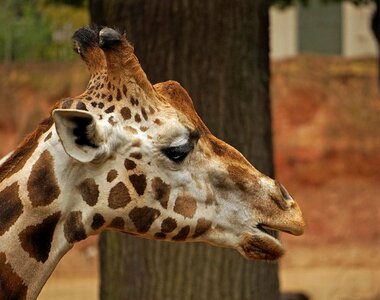 Face portrait giraffe head