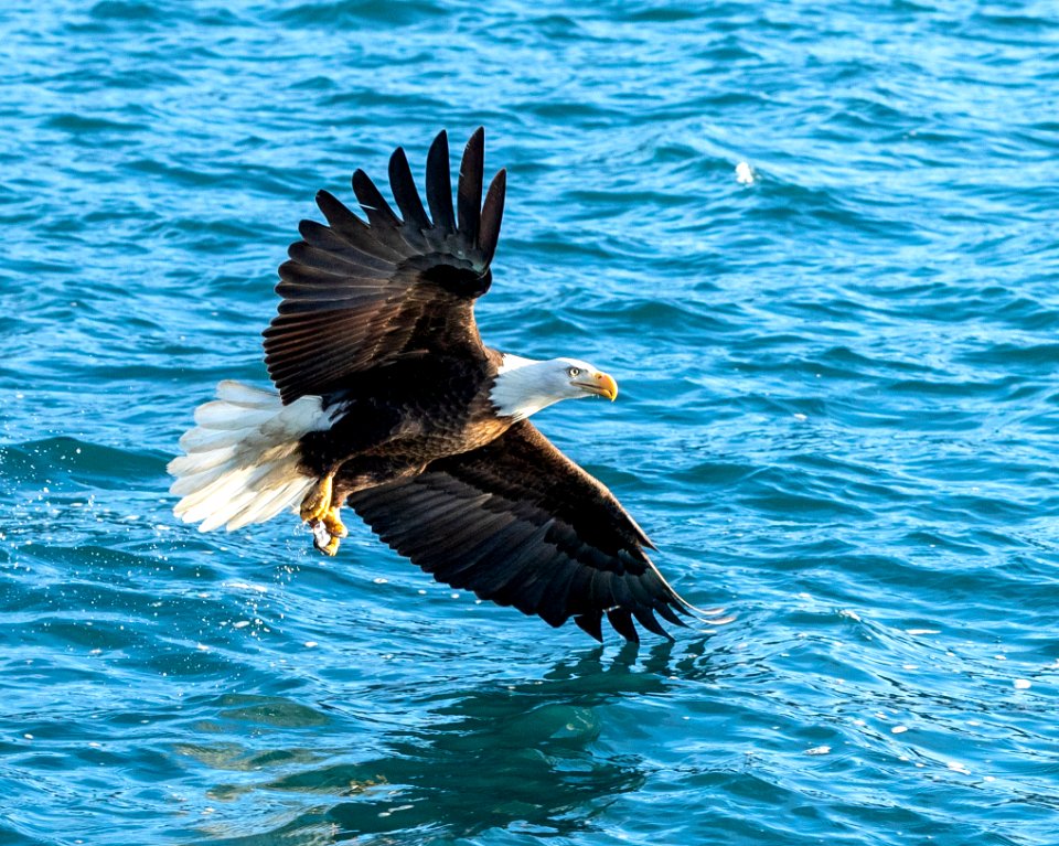 2020 Bald Eagles in and around Homer, Alaska (70)