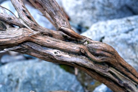 nature close-up