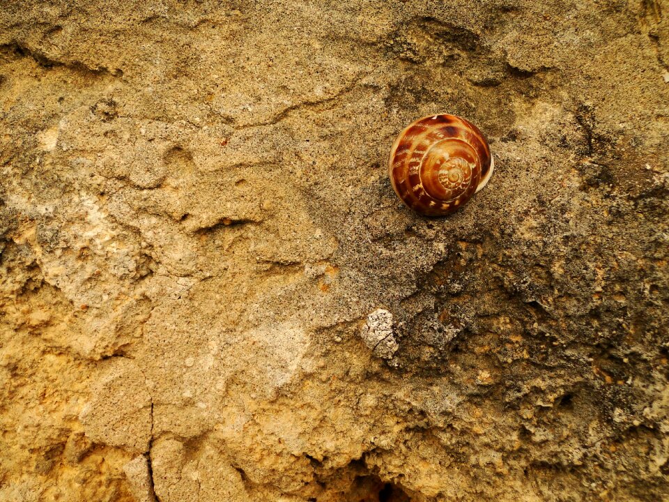 Snail shell nature