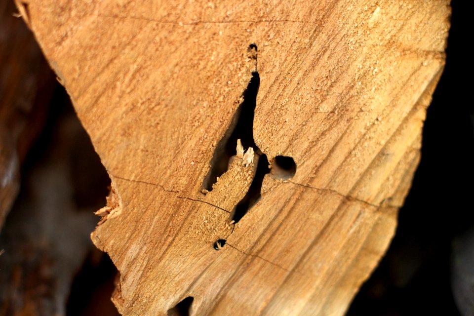 The Inner Secrets of Wood