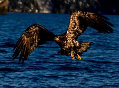 2020 Bald Eagles in and around Homer, Alaska (89)