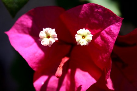 Flower Face photo