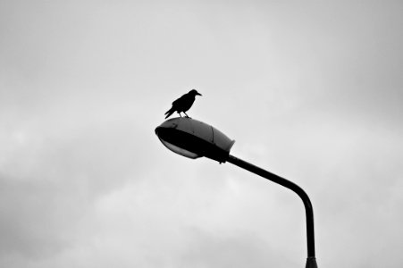 Bird On A Lamp photo