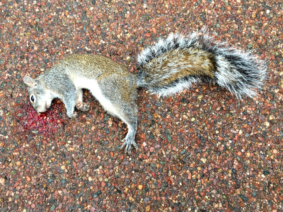 Why Didn't The Squirrel Cross the Road?