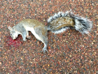 Why Didn't The Squirrel Cross the Road?