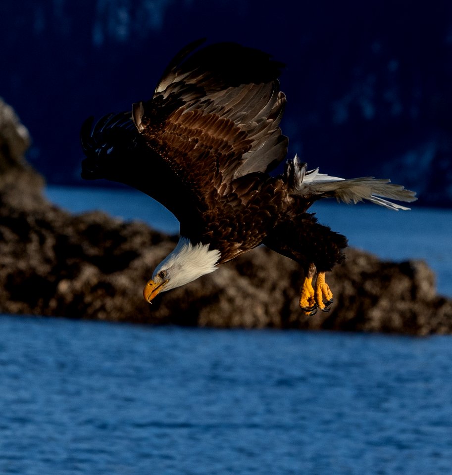 2020 Bald Eagles Going after Fish (42)
