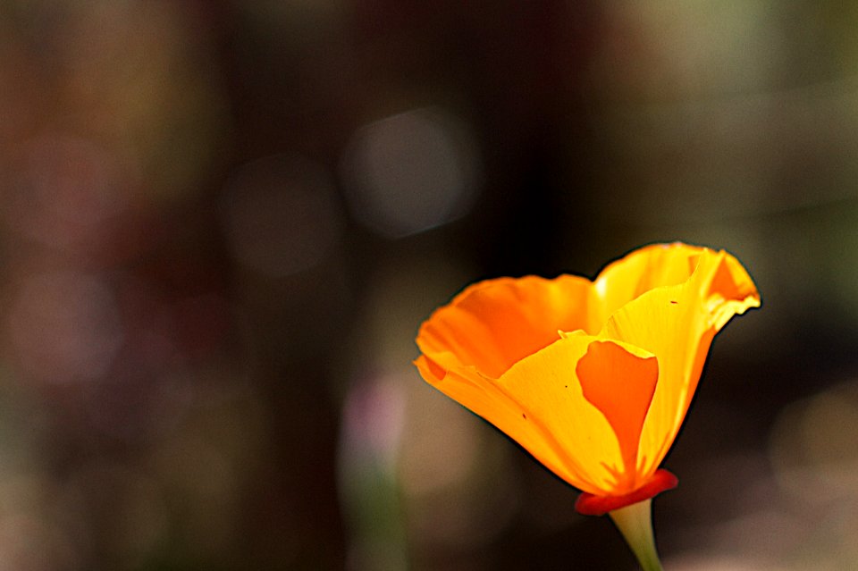 Catching Bokeh