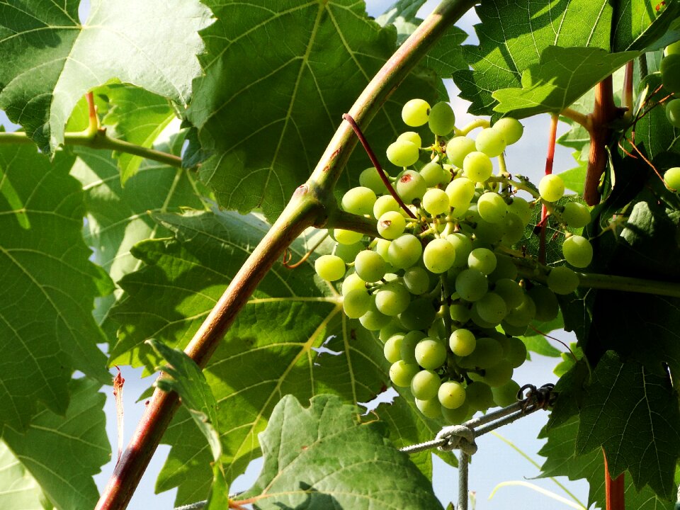 Green summer vine