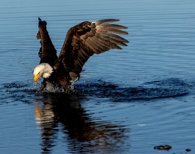 2020 Bald Eagles Going after Fish (27)
