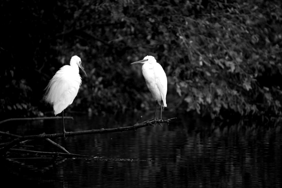 .....(better viewed large)