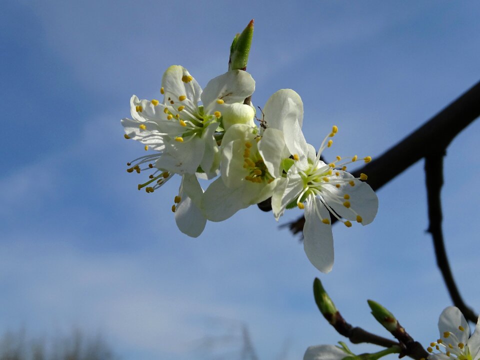 Cherry blossom branch white blossom