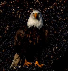 2020 Bald Eagle Portraits, vicinity Homer, Alaska (11)