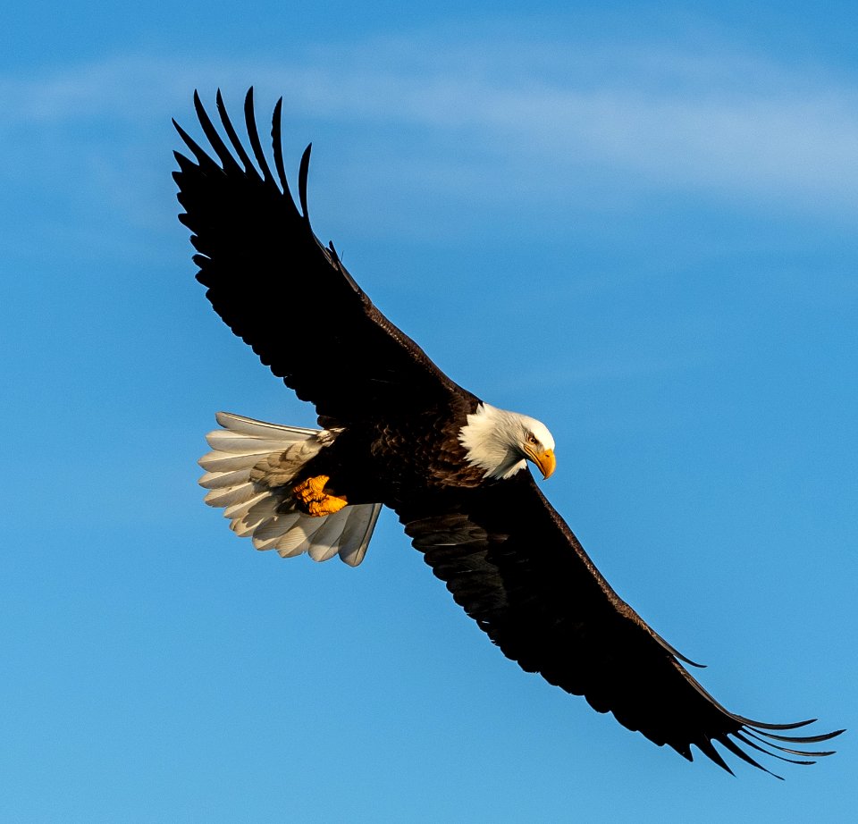 2020 Bald Eagles in and around Homer, Alaska (92)