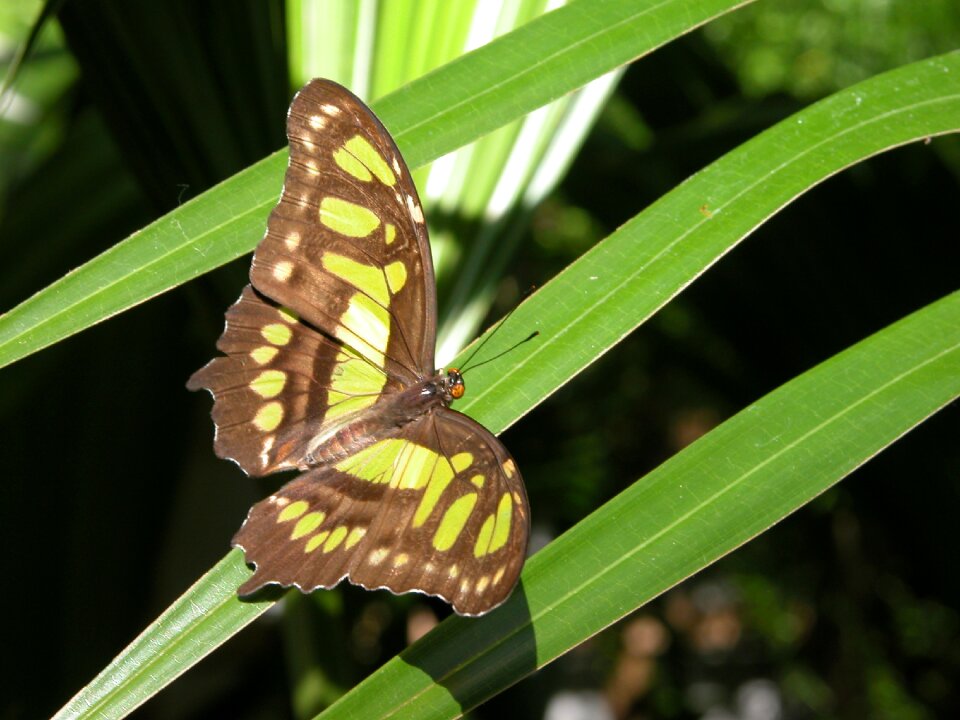 Butterfly grass rest