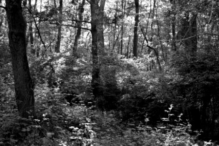Forest scene. Best viewed large. photo