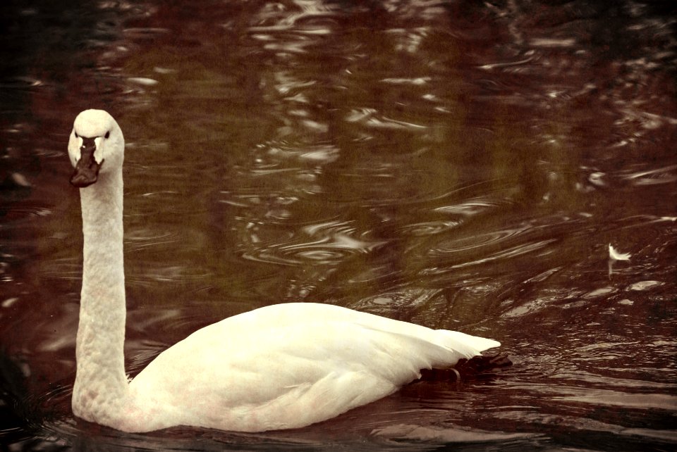 Lost plumage, textured