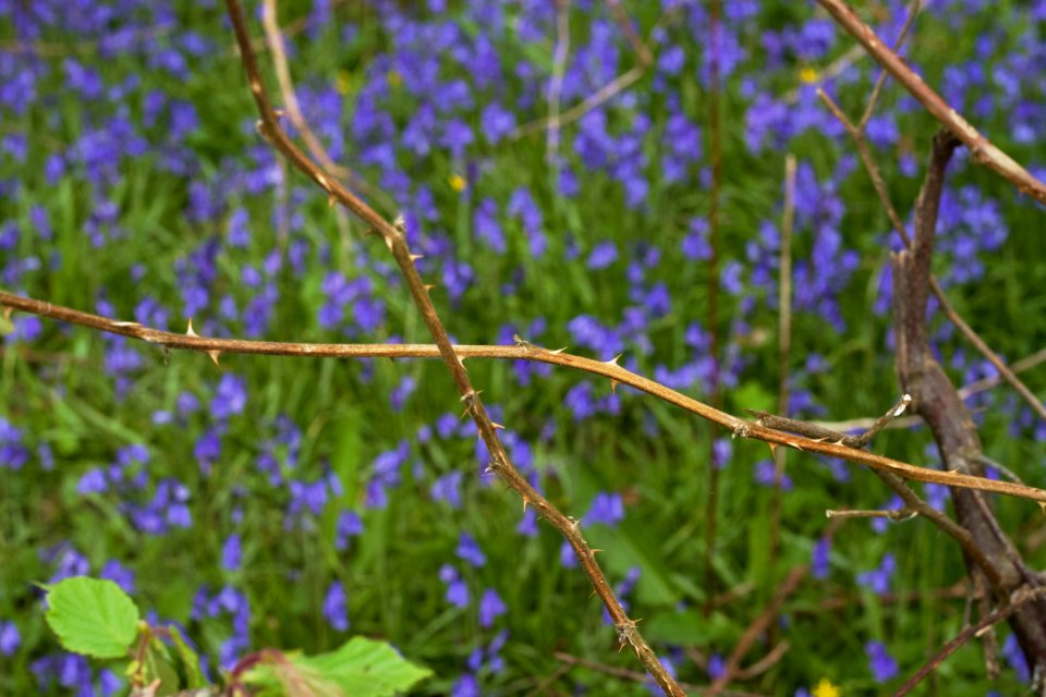 Into the Bluebells...