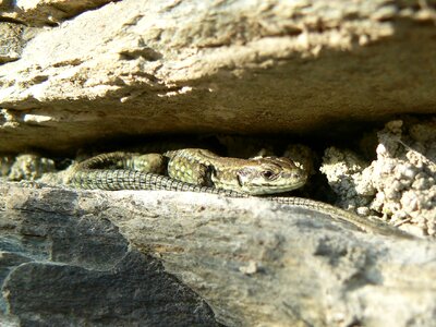 Reptile rock reptiles