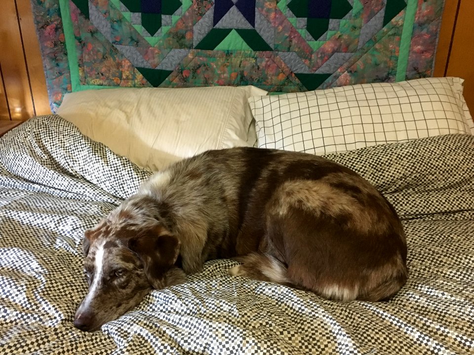 What do you mean "dog bed"? photo