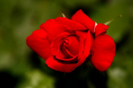Rose garden.