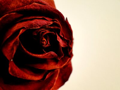 Red love romance