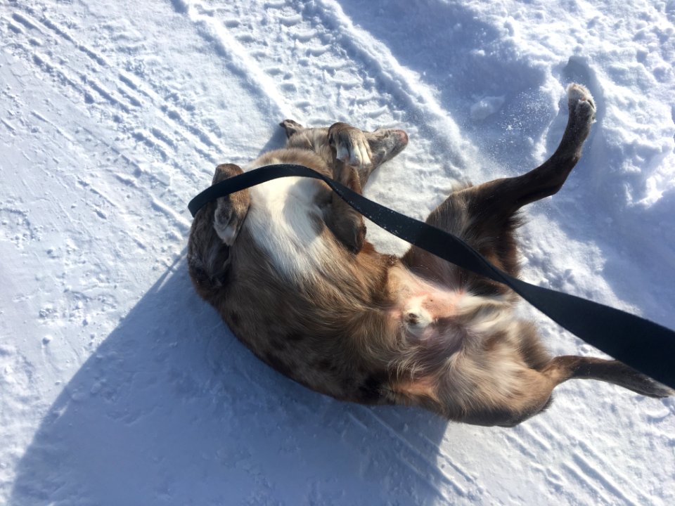 Middle of the Street Snow Roll