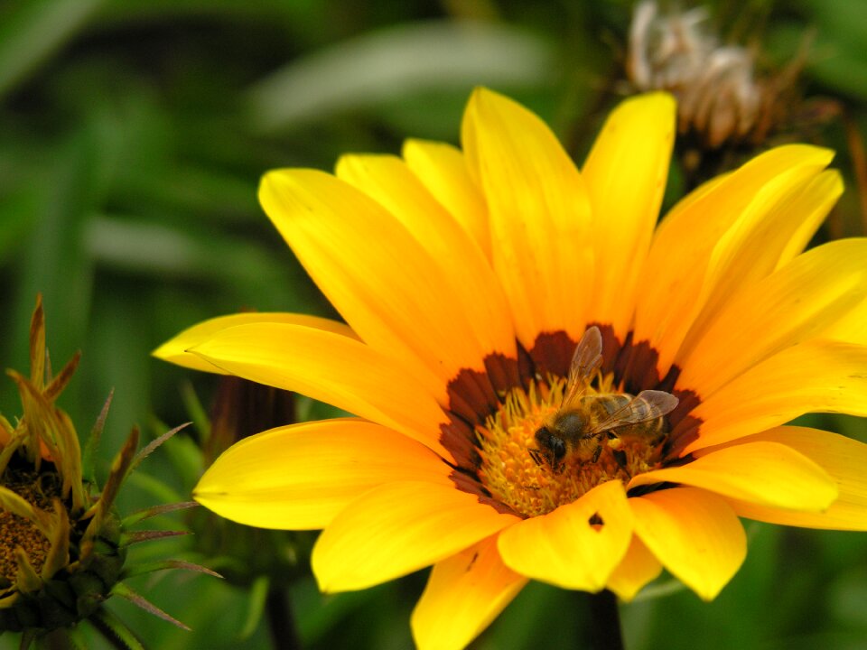 Yellow flower bee pollination