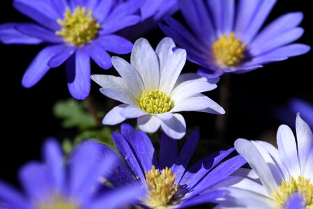 Anemone blue blue flowers photo