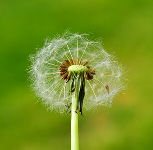 Flying seeds spring macro