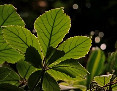 Close up nature green photo