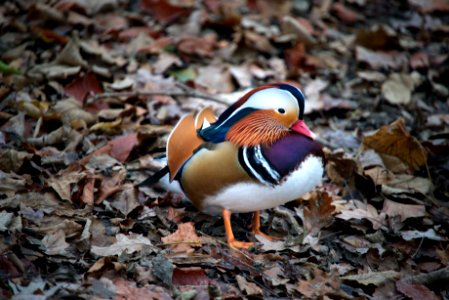Mandarin duck.