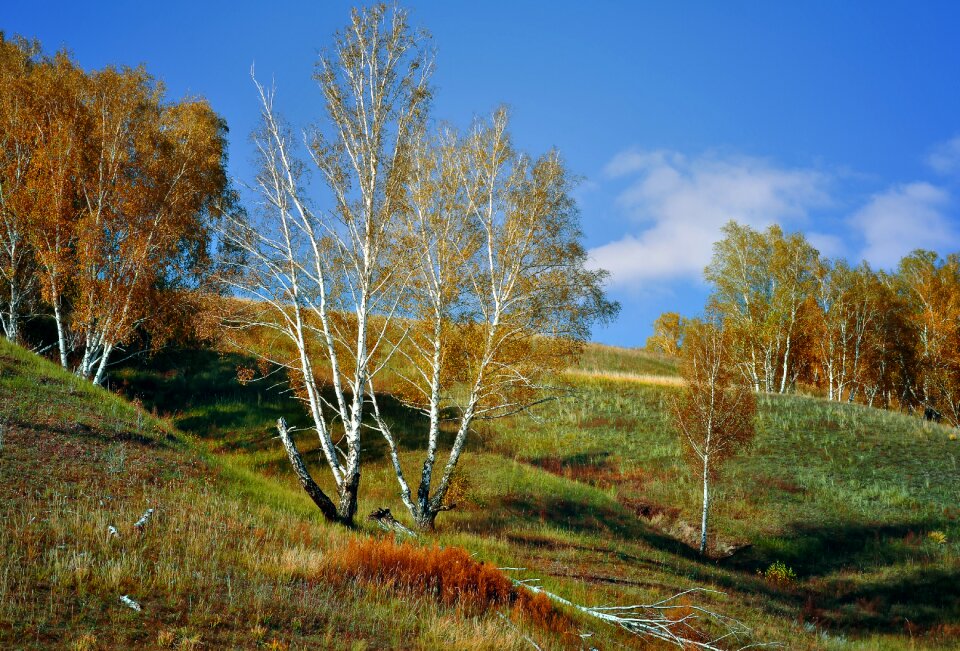 Fall forest slope