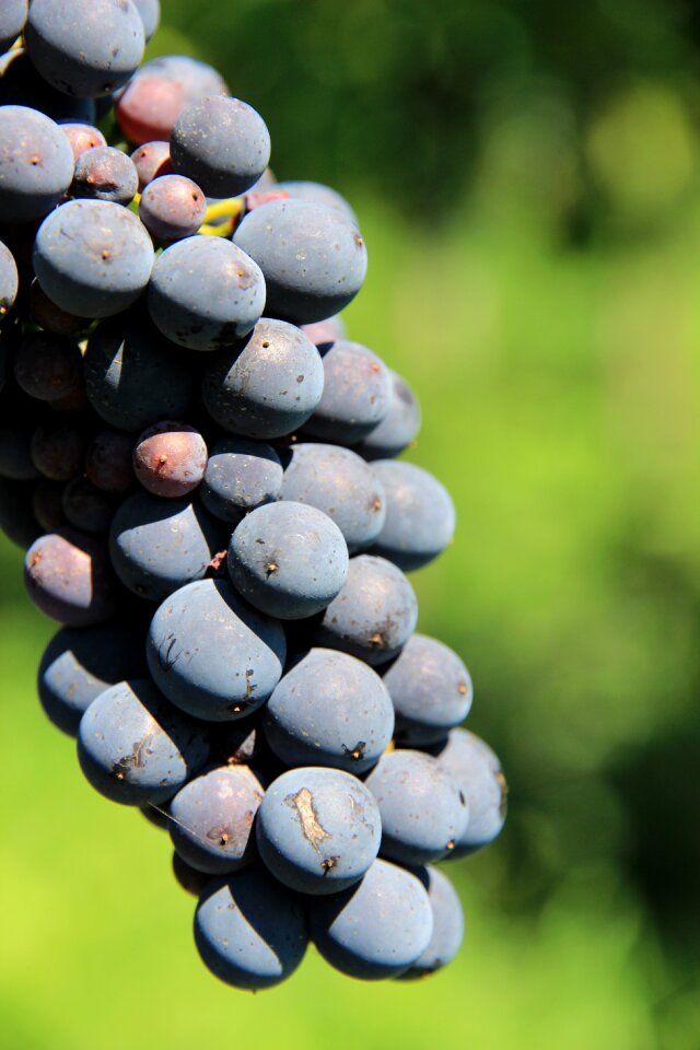 Winegrowing plant grapevine