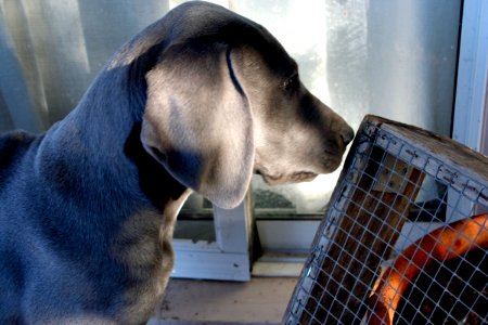 Smells Good