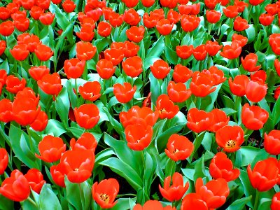 (2008-03-21)維園花展-10