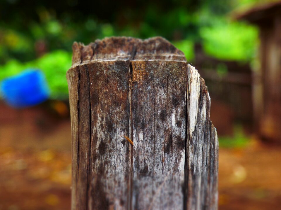 Twigs nature forest