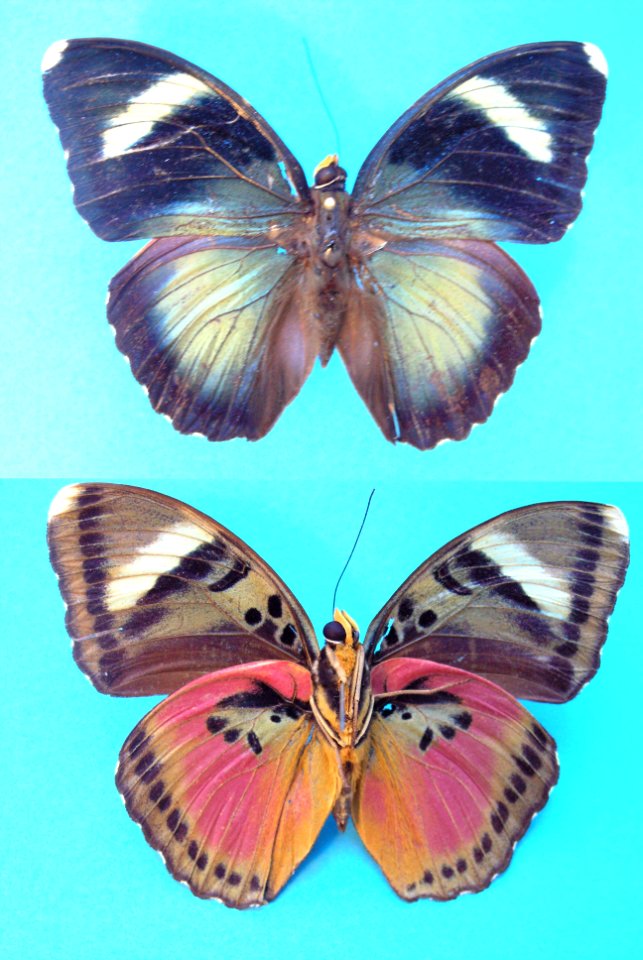 FM-62 Euphaedra hewitsoni