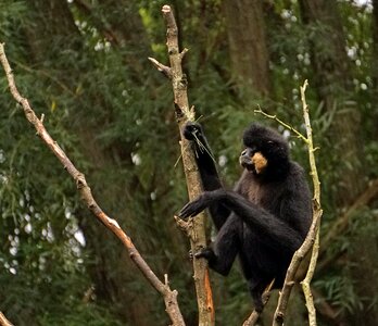 Mammal primate ape